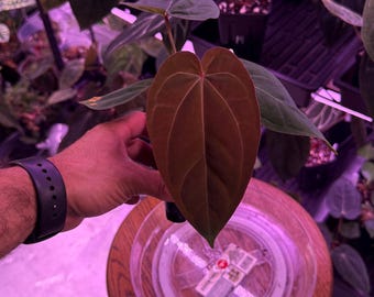 Red Crystallinum E2 X SC BVEP , #2 Select Exact Plant, Slight Blistered,  Insane ExoticsinADHD Hybrid, Head to shop for ship upgrade!
