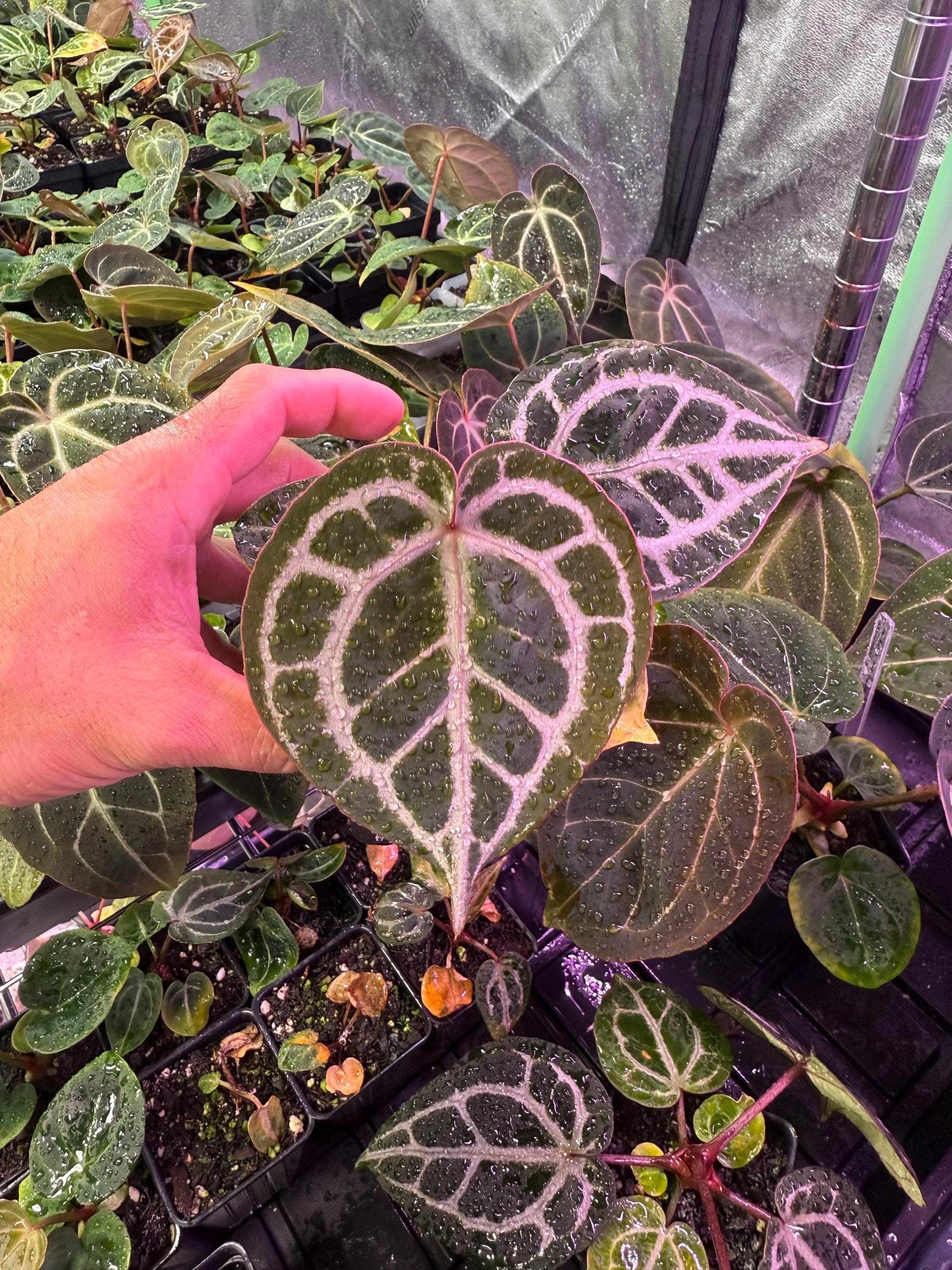 Anthurium Michelle - Etsy Anthurium Michelle - Etsy