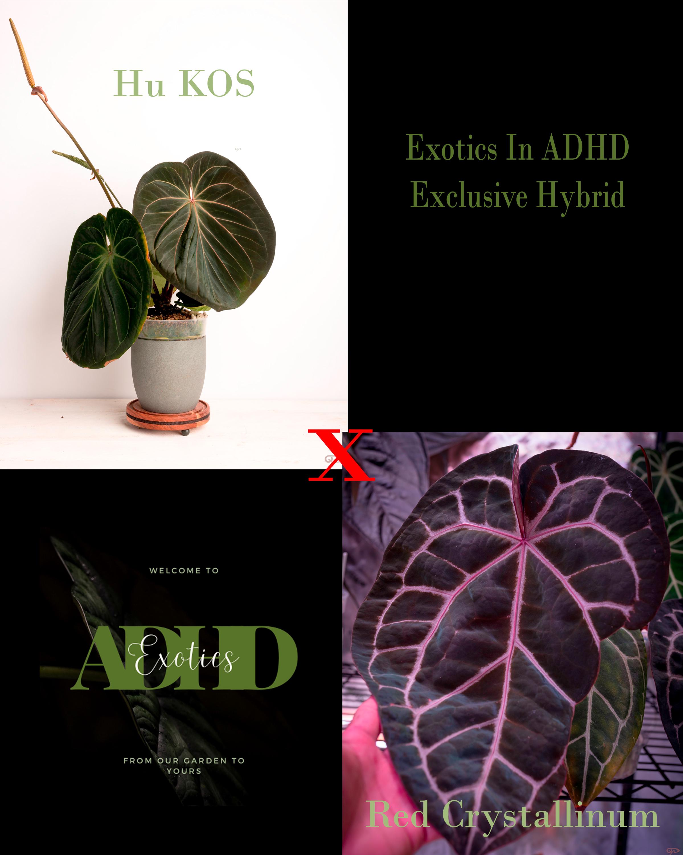 2024年激安 Hu Kos X Red Crystallinum 3-6 Leaf Seedlings! Exoticsinadhd その他観葉植物