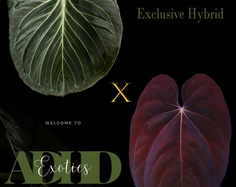 アンスリウムKOS from HU Anthurium KOS/HU (King of spades) x Red crystallinum – Aroid