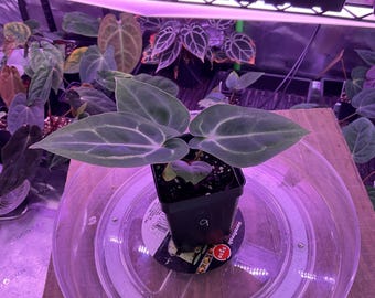 Anthurium (Carla 'District' x Black Widow Michelle) X Carla OG4 S1 , #9 Select  , New Exotics In ADHD Hybrid Drop!