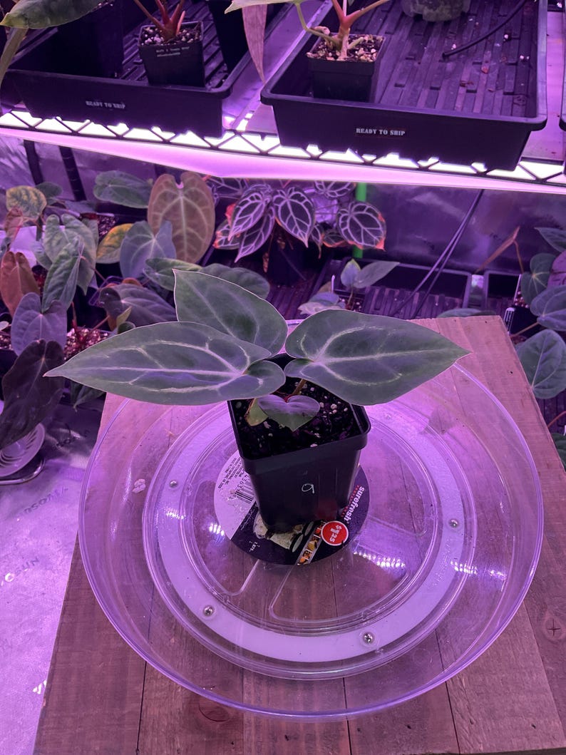Puede incluir: Una planta en maceta con hojas grandes, veteadas y de color verde oscuro. La planta se encuentra sobre un soporte de pl&aacute;stico transparente. Se ven otras plantas en el fondo, junto con una estanter&iacute;a y luces de cultivo.
