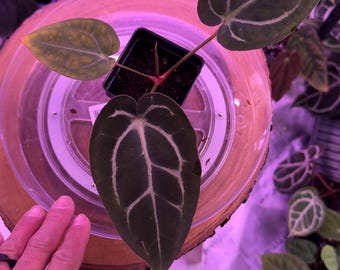 Anthurium Carlablackiae OG4 S1 X Carla A1 S1, #18 Select Exact Plant , 3” Pots, Exclusive ExoticsinADHD Drop!