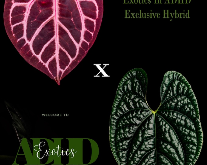 Anthurium Michelle Select X Black Luxurians 1-3 Leaf Seedlings in 2-3 ...