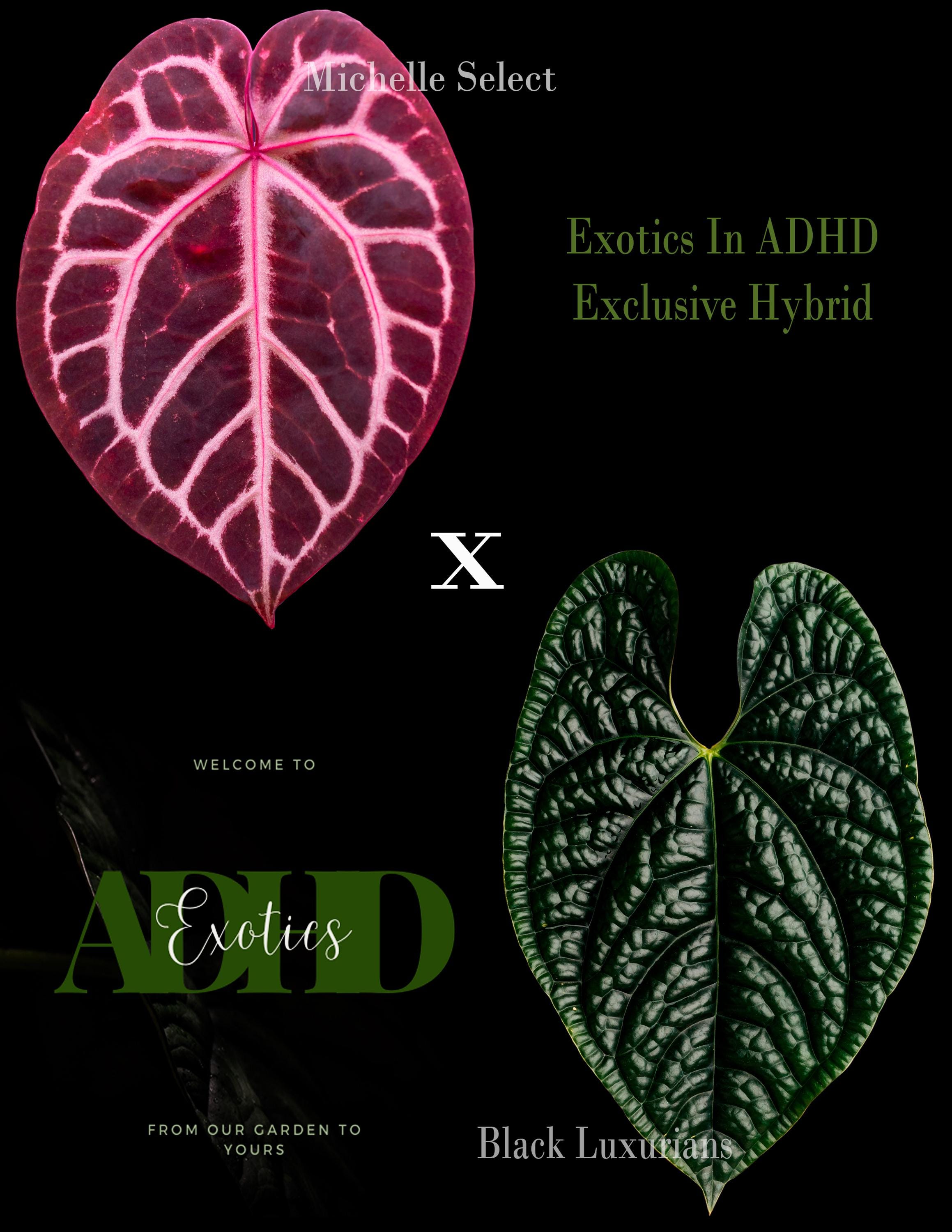 Anthurium Michelle Select X Black Luxurians 1-3 Leaf Seedlings in