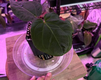 Rare Anthurium Hu KOS X Tezula BVEP Plant - #S1 Select Exotic Tropical
