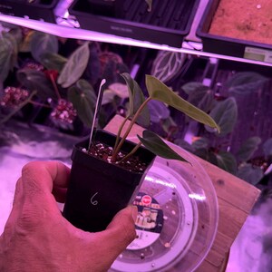 May include: A small potted plant with green leaves and a tag. The plant is in a black pot with the number 6 on it. Other plants are visible in the background, along with a clear plastic container.