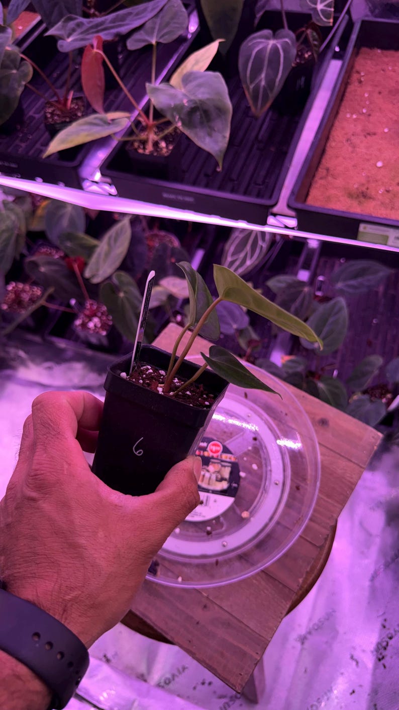 May include: A small potted plant with green leaves and a tag. The plant is in a black pot with the number 6 on it. Other plants are visible in the background, along with a clear plastic container.