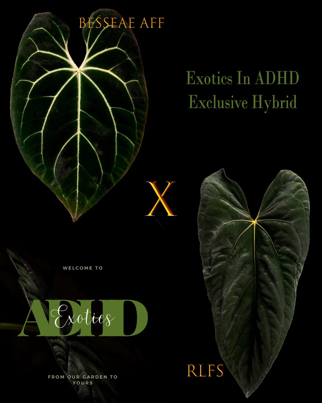 Anthurium Besseae Aff X RLFS ,1 Potted up Seedling in 2