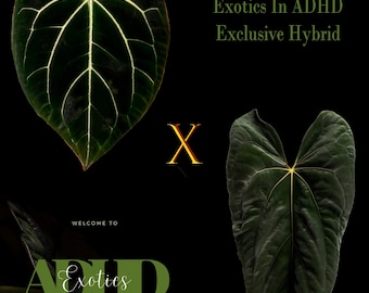 Anthurium besseae red veins no.1 夏用梱包 Anthurium besseae red veins no.1 夏用梱包 Anthurium besseae