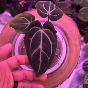 May include: Close-up of a dark green plant leaf with prominent white veining, held in a hand. The leaf is heart-shaped, with a visible stem. The background includes other plants and a wooden surface.