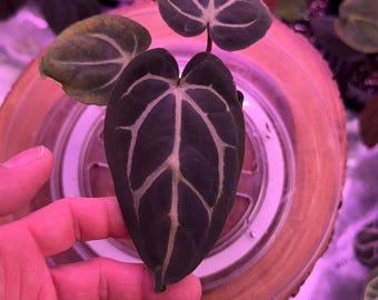 Anthurium Carlablackiae OG4 S1 X Carla A1 S1, #17 Select Exact Plant , 3” Pots, Exclusive ExoticsinADHD Drop!
