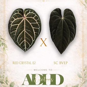 May include: An image showcasing two exotic plant leaves, one with prominent white veining and the other a solid dark green. Text reads "Exclusive Hybrid Exotics In ADHD" and "Red Crystal E2" and "SC BVEP". The bottom text says "Welcome to ADHD Exotics From Our Garden to Yours."