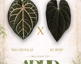 Red Crystallinum E2 X SC BVEP , Growers Choice, 3" Potted up Seedling, Insane ExoticsinADHD Hybrid