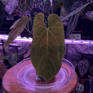 Anthurium Michelle X Zara Doc Block - Etsy