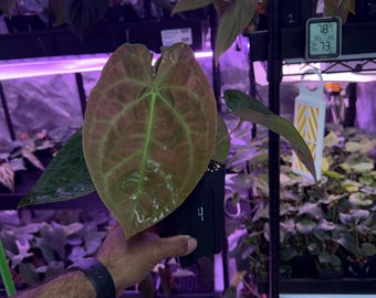Anthurium (VelvetMask x FS) X Red Spider Clone, #4, Large Flowering Size
