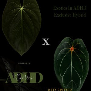 Anthurium Dark Phoenix X Red Spider Clone , 1 Potted up Seedling
