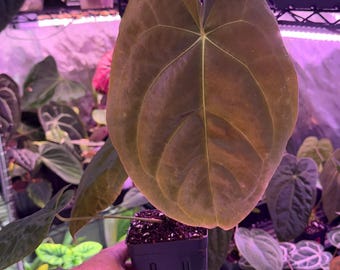 Tezula BVEP X Forgetii DF E1, Exclusive Large HoldBack Exact Plant, #6 Check our shop for shipping upgrades!