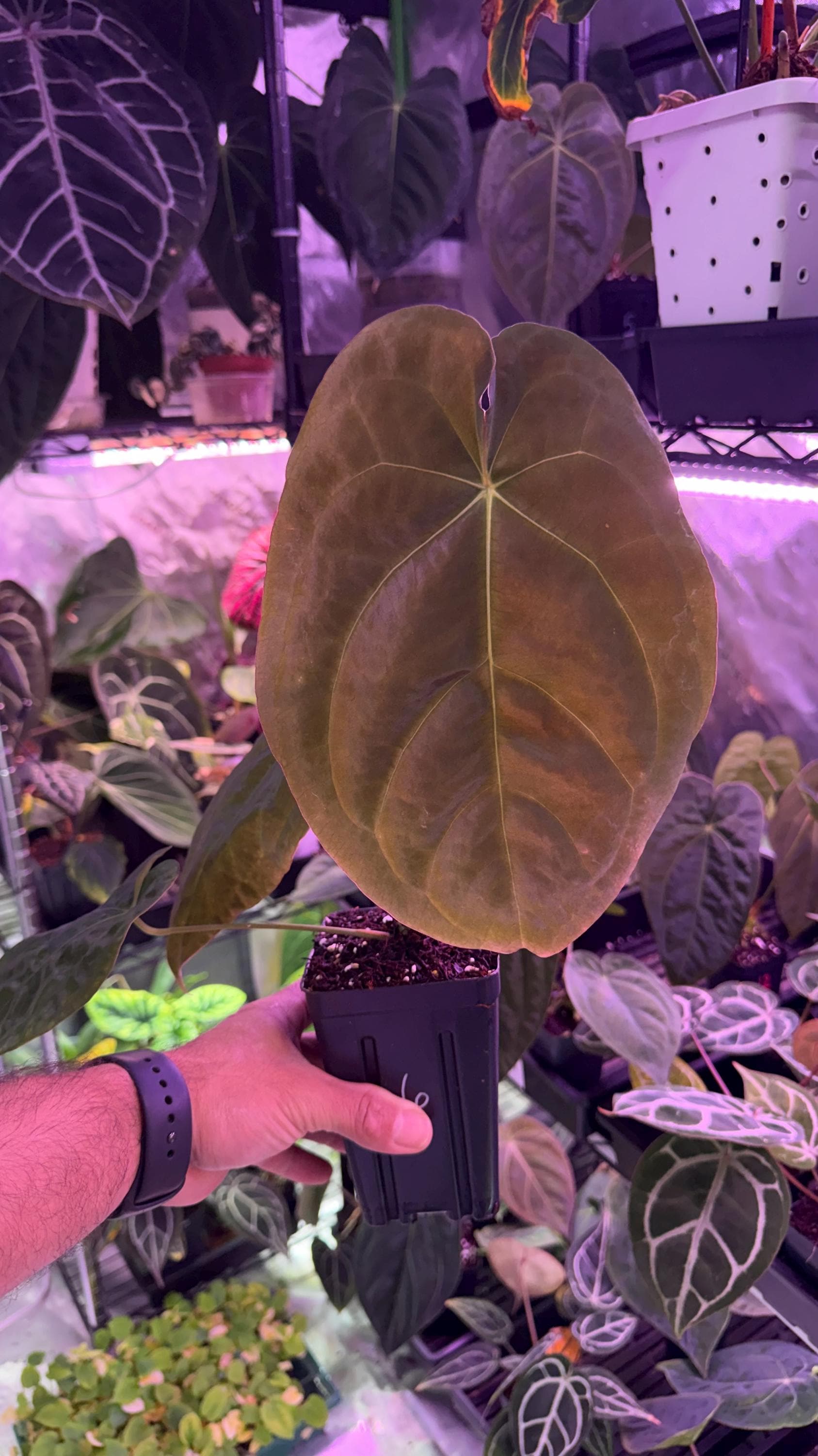 Forgetii Anthurium Dark Form - Etsy