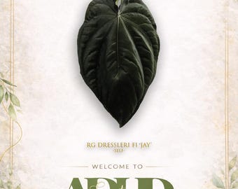 Anthurium RG Dressleri F1 'JAY' Self , 1 Germinated Seed to 1 leaf sprouts , New Drop! Head to shop for winter shipping!