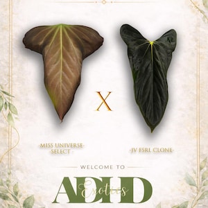 Anthurium (carla 'district' X Black Widow Michelle) X Red