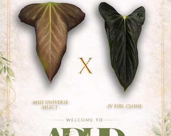 Anthurium Miss Universe Select X JV FSRL Hybrid, 1 Leaf Sprouts, Winter & Shipping upgrades in the shop.