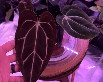 Anthurium Carlablackiae OG4 S1 X Carla A1 S1, #19 Super Select Exact Plant , 4” Tall Pots, Exclusive ExoticsinADHD Drop!