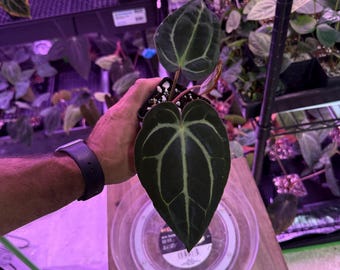 Anthurium Carlablackiae OG4 S1 X Carla A1 S1, #2 Select Exact Plant, Exclusive ExoticsinADHD Drop!