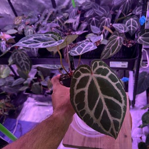 Anthurium (Carla 'District' x Black Widow Michelle) X Red Crystallinum E2, #S1 Select Exact plant, Head to shop for ship upgrades afbeelding 2