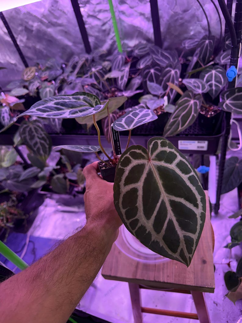 Anthurium (Carla 'District' x Black Widow Michelle) X Red Crystallinum E2, #S1 Select Exact plant, Head to shop for ship upgrades afbeelding 2