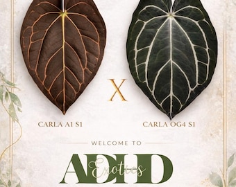 Anthurium Carlablackiae A1 S1 X Carla OG4 S1, Reverse Cross, 1-2 Leaf Sprouts! It Cold! Head to Shop for Winter Ship upgrades!