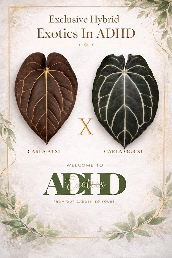 Anthurium Carlablackiae A1 S1 X Carla OG4 S1, Reverse Cross, 1