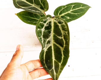 Anthurium “Echanted Diamond Ore” Exclusive Exotics In ADHD Limited Edition #2 , Dont Miss out, Head to shop for Ship upgrades!