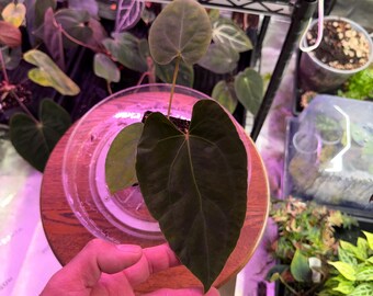 Anthurium Besseae Aff X RLFS  ,Select Seedling, Exact seedling (#6)  in 3” tall  pot. Exclusive ExoticsinADHD Drop!