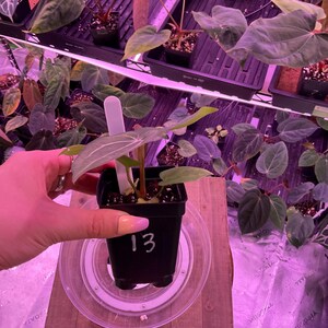 May include: A small potted plant with green leaves and a white tag. The pot is black and sits on a clear plastic saucer. The number "13" is written on the pot in white. Other plants are visible in the background.