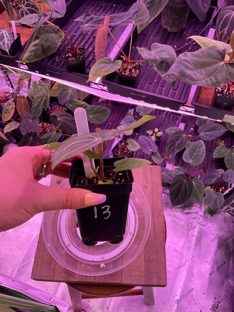 May include: A small potted plant with green leaves and a white tag. The pot is black and sits on a clear plastic saucer. The number "13" is written on the pot in white. Other plants are visible in the background.