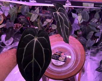 Anthurium Carlablackiae OG4 S1 X Carla A1 S1, #13 Select Exact Plant , 3” Pots, Exclusive ExoticsinADHD Drop!