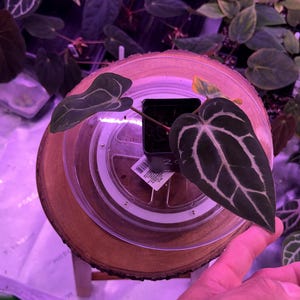 May include: A small potted plant with dark green leaves and white veining sits on a wooden disc. The plant is surrounded by other plants and is being held by a person. The leaves have a heart shape.