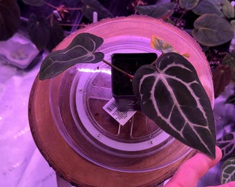 Anthurium Carlablackiae OG4 S1 X Carla A1 S1, #20 Select Exact Plant , 3” Pots, Exclusive ExoticsinADHD Drop!