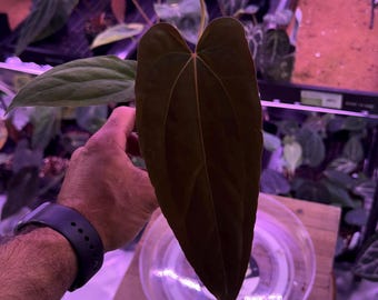 Anthurium RLFS X Tezula Antolakii (BVEP) , #4 Select Exact plant, Exclusive Exotics In ADHD Hybrid, Head to shop for ship Upgrades!