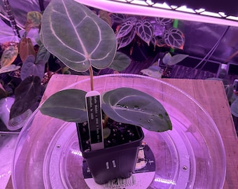 Anthurium (Carla 'District' x Black Widow Michelle) X Carla OG4 S1 , #11 Select  , New Exotics In ADHD Hybrid Drop!
