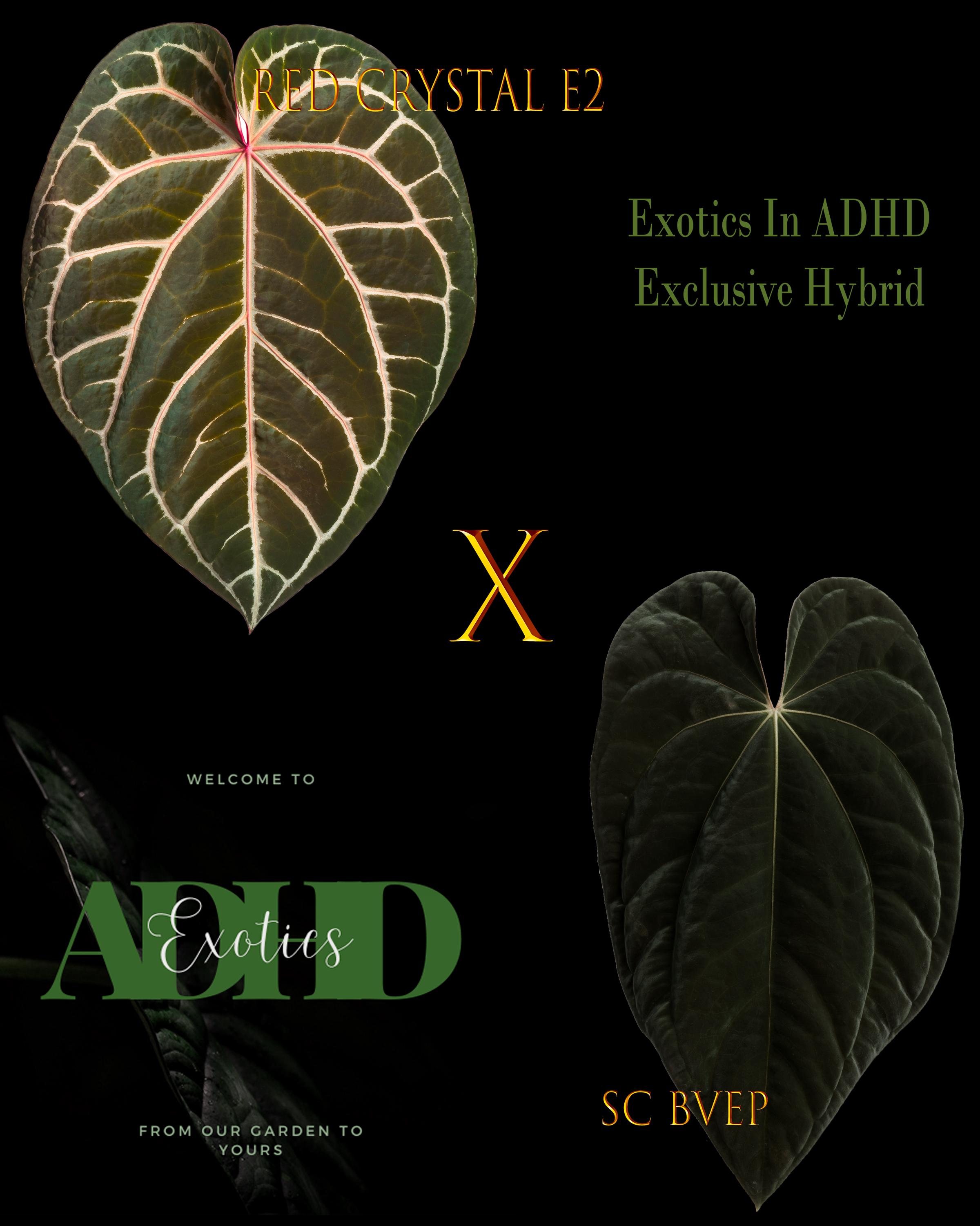 Anthurium King of Spades X Red Crystallinum - Etsy