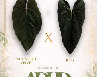 Midnight Velvet (SKG Clone)(Australian Hybrid) X RLFS ,1 Potted up Seedling in 3” Pot, Growers Choice,  Winter packing Listing in shop!