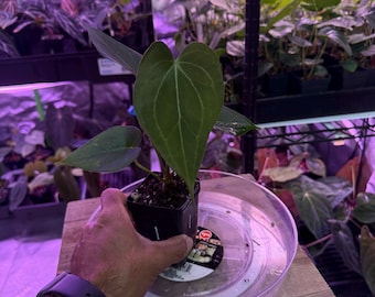 Clarinervium X NSE DeltaForce Clone #1 Select Exact Plant