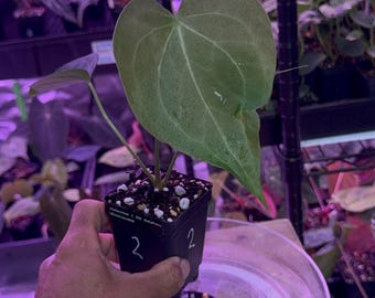 Anthurium Clarinervium X NSE DeltaForce Clone #2 Select Exact Plant