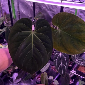 Anthurium Kos X Hu - Etsy