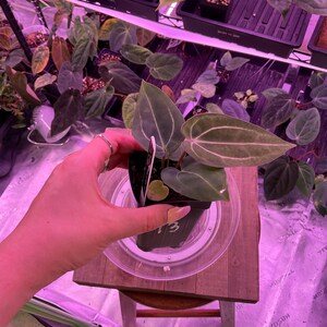 May include: A small potted plant with large, veined leaves. The leaves are a deep green with lighter green veins. The pot is black and sits on a clear plastic saucer. The plant is on a small wooden stool. Other plants are visible in the background.