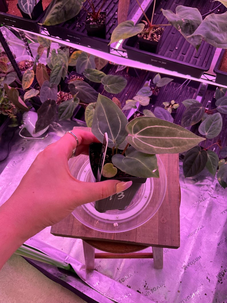 May include: A small potted plant with large, veined leaves. The leaves are a deep green with lighter green veins. The pot is black and sits on a clear plastic saucer. The plant is on a small wooden stool. Other plants are visible in the background.
