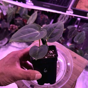 Anthurium (Carla 'District' x Black Widow Michelle) X Carla OG4 S1 , #6 Select , New Exotics In ADHD Hybrid Drop! image 1