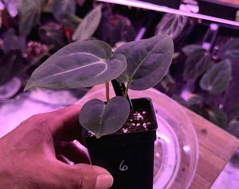Anthurium (Carla 'District' x Black Widow Michelle) X Carla OG4 S1 , #6 Select  , New Exotics In ADHD Hybrid Drop!